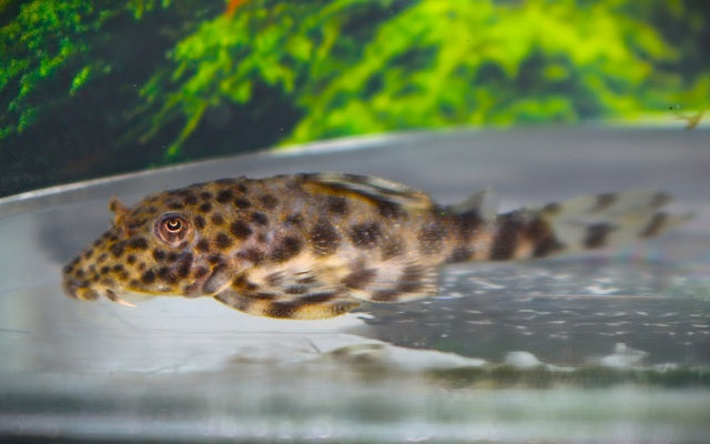 L205 Peckoltia sp. – Seltener L-Wels mit schöner Streifenzeichnung | Wildfang
