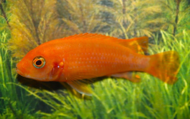 Labidochromis „Sunflower“