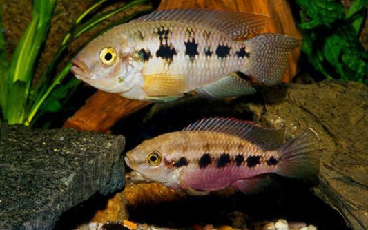 Buntbarsch ansorgii – Thysochromis ansorgii | Wildfang | Friedlicher, seltener Cichlide aus Westafrika