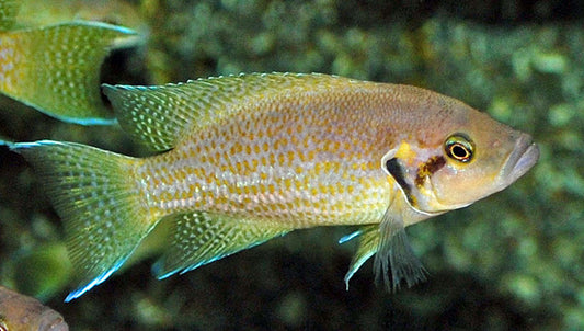 Tanganjika-Buntbarsch Helianthus Wildfang – Neolamprologus helianthus | Leuchtend gelber Felsenbuntbarsch