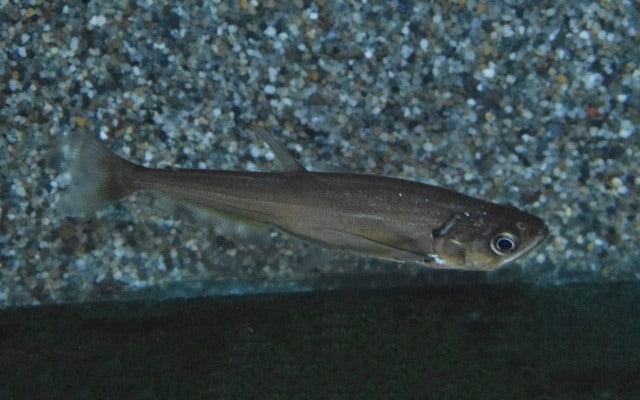Hundezahnsalmler (Hydrolycus scomberoides)