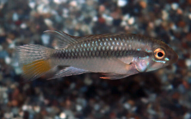 Zwergbuntbarsch Barlowi – Apistogramma barlowi | Seltener, friedlicher Apistogramma mit spannendem Brutverhalten