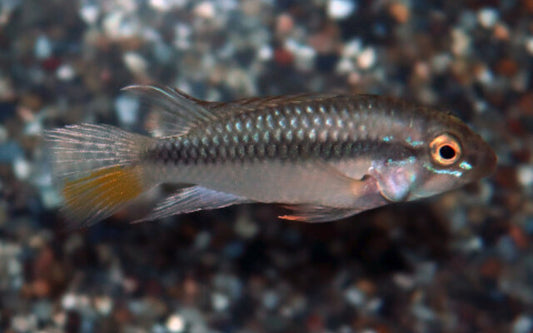Zwergbuntbarsch Barlowi – Apistogramma barlowi | Seltener, friedlicher Apistogramma mit spannendem Brutverhalten