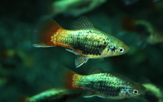 Platy Blau Tuxedo Rotschwanz – Xiphophorus maculatus M 2–2,5 cm | Elegante Zuchtform mit blauem Körper und rotem Schwanz