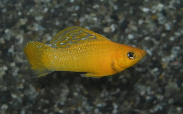 Segelkärpfling Orange – Poecilia latipinna | Kräftig orange Hochflossen-Zuchtform mit Glanzeffekt