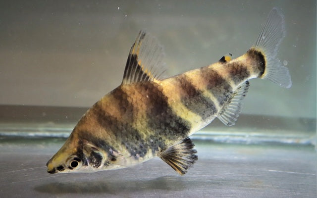 Brachsensalmler Wildfang – Abramites hypselonotus M/L 5–6 cm | Seltene Südamerika-Rarität