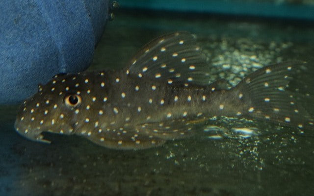L028 Angelicus Pleco – Hypancistrus sp. | Poisson-chat rare capturé dans la nature et magnifiquement modelé.