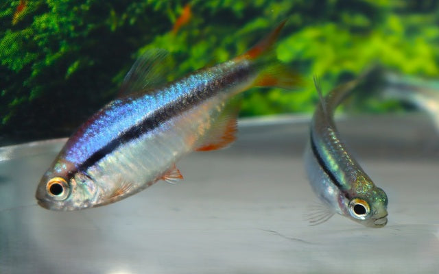 Lapis Salmler – Hyphessobrycon cyanotaenia | Seltener Zierfisch 2,5-3cm