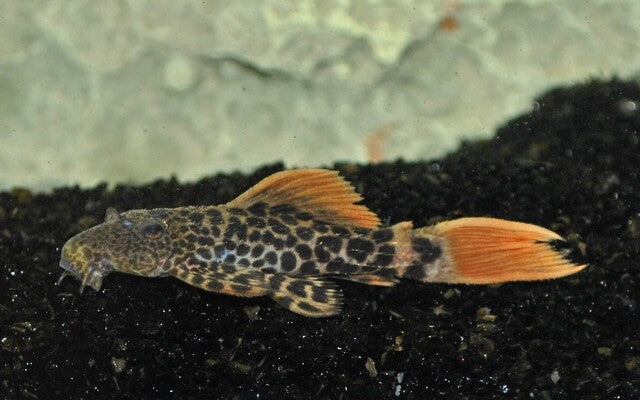 L600 Pseudacanthicus leopardus – Leopard Cactus Pleco | Seltener Wildfang mit Leopardenmuster