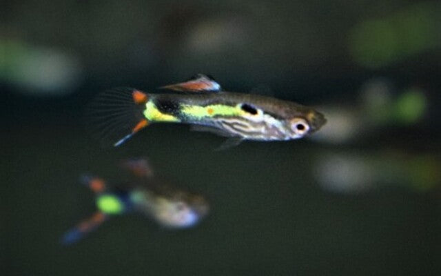 Endler Guppy Lime Tiger – Poecilia wingei M/W 1–1,5 cm | Wiener Smaragd mit grünem Glanz und Tigerzeichnung