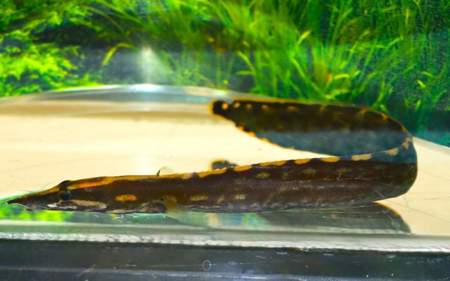 Einfarbstachelaal (Mastacembelus unicolor)