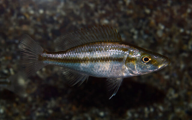 Messerbuntbarsch – Dimidiochromis compressiceps | Eleganter, räuberischer Malawi-Cichlide