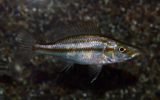 Messerbuntbarsch – Dimidiochromis compressiceps | Eleganter, räuberischer Malawi-Cichlide
