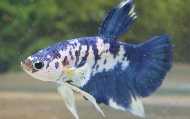 Kampffisch Plakat Marble Blau – Betta sp. | Kurzflossige Zuchtform mit marmorierter Blauzeichnung