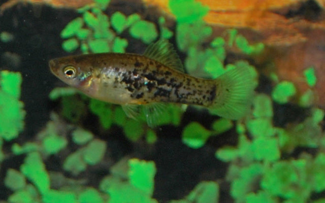 Platy Catemaco – Xiphophorus milleri | Seltene Wildform aus Mexiko mit natürlicher Färbung