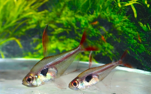 Epicharis Salmler – Hyphessobrycon epicharis | Seltener Wildfang 2-3cm