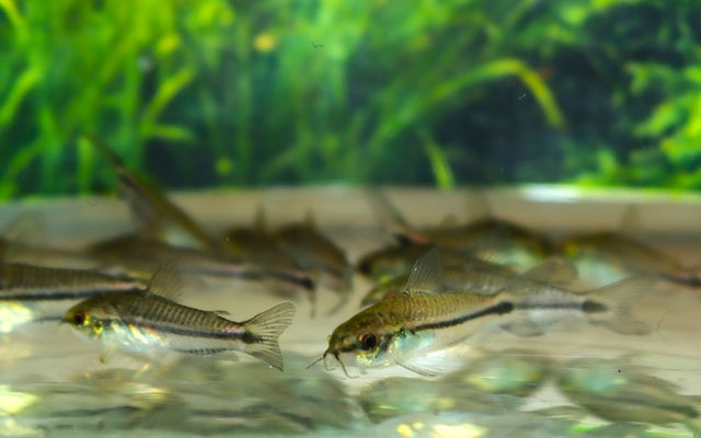 Zwergpanzerwels – Corydoras pygmaeus | Winziger Wildfang mit lebhaftem Schwarmverhalten & friedlichem Wesen