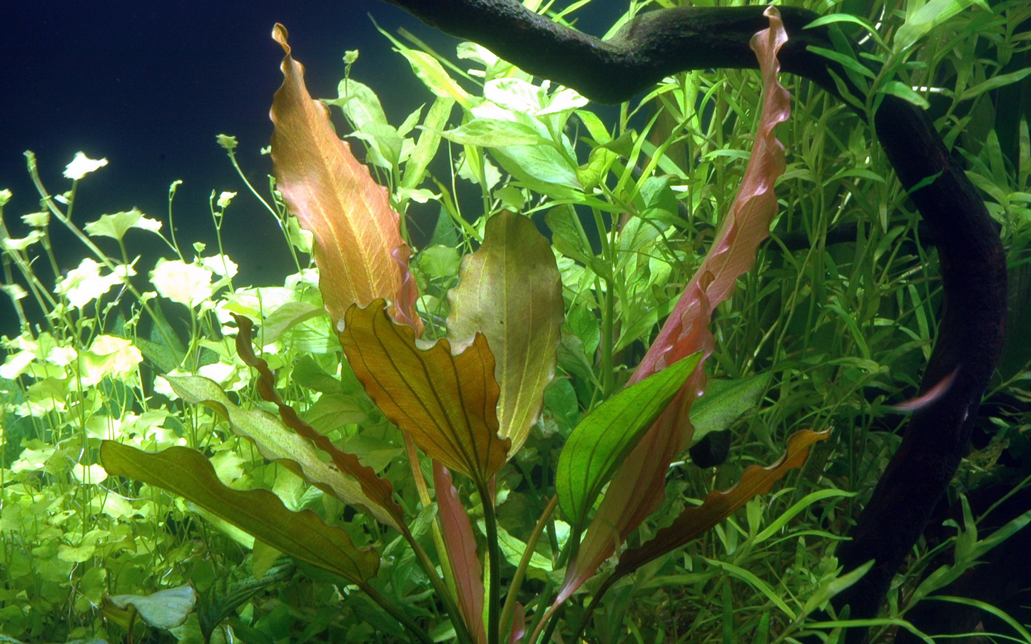 Echinodorus 'Rosé' (Topf)
