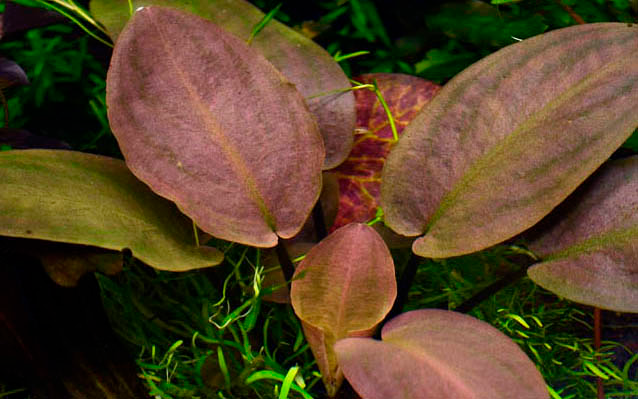 Lagenandra meeboldii 'Red' (Topf)