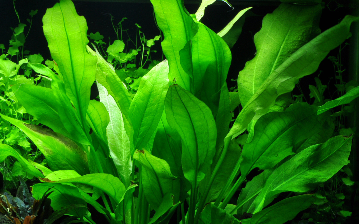 Echinodorus grisebachii 'Bleherae' in pot