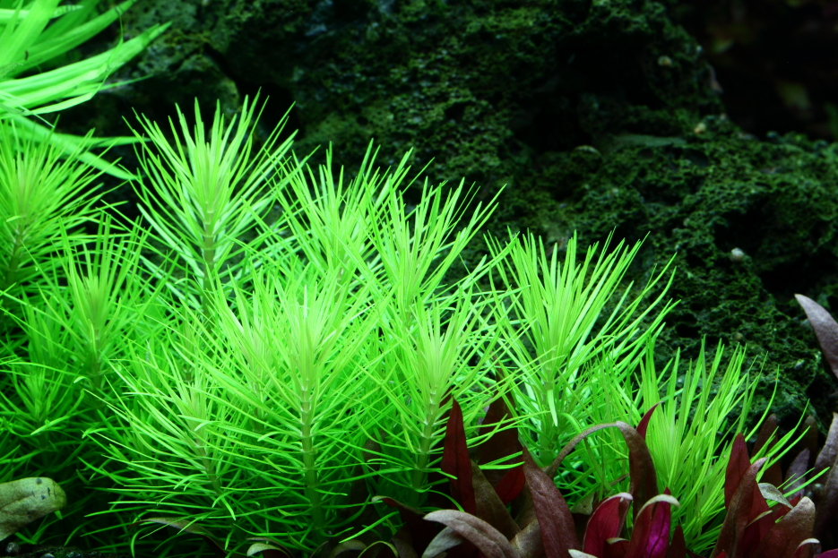 Pogostemon deccanensis (Topf)