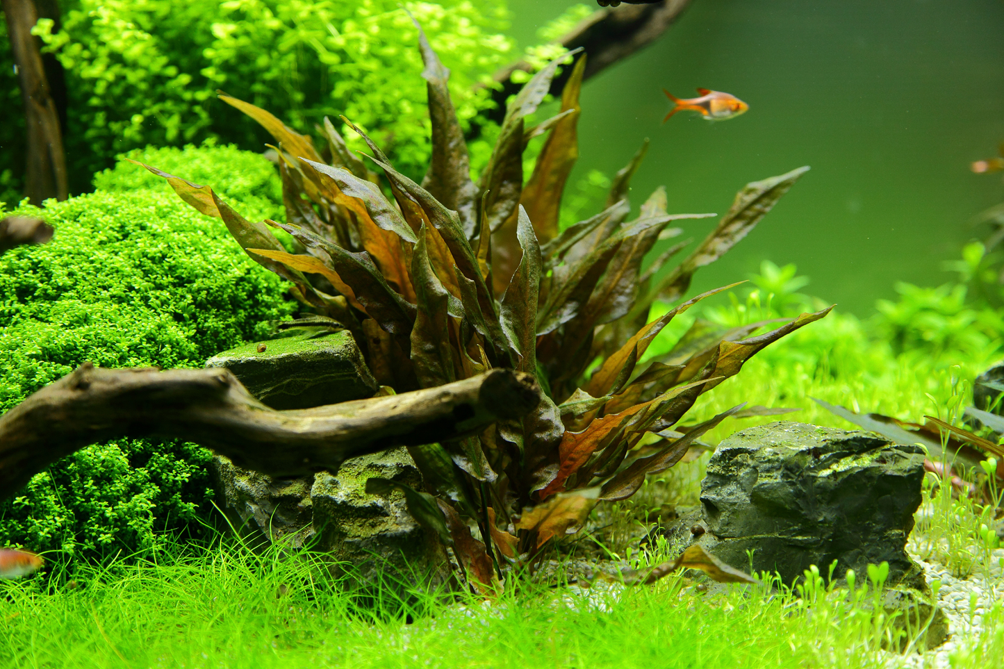 Cryptocoryne wendtii 'Tropica' (Topf)