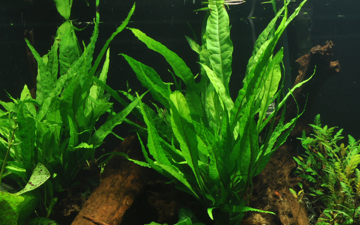 Microsorum pteropus (Topf)