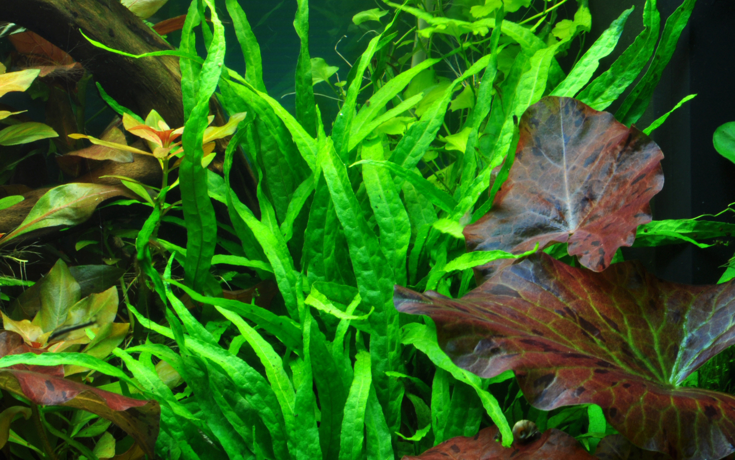 Microsorum pteropus 'Narrow' (Topf)