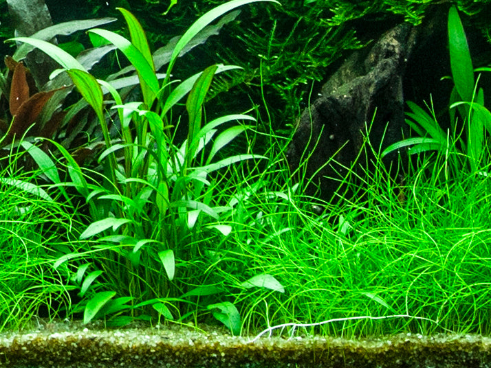 Cryptocoryne x willisii (Topf)