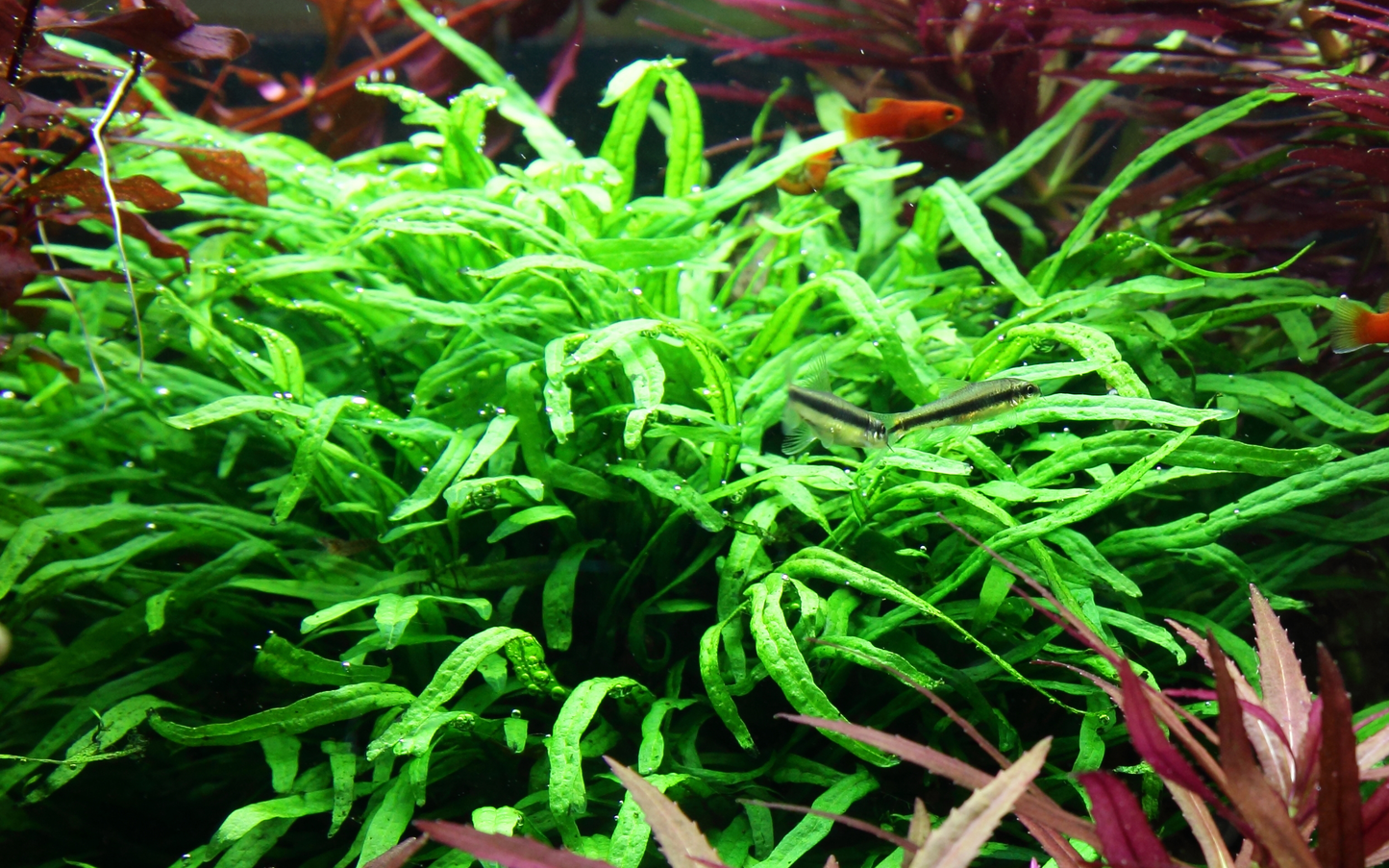 Microsorum pteropus 'Trident' (Topf)