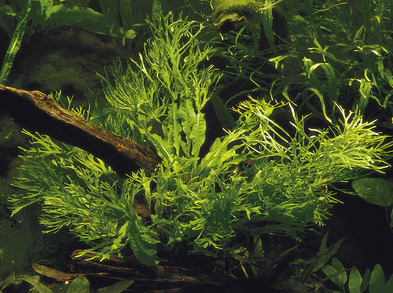 Microsorum pteropus 'Windeløv' (Topf)