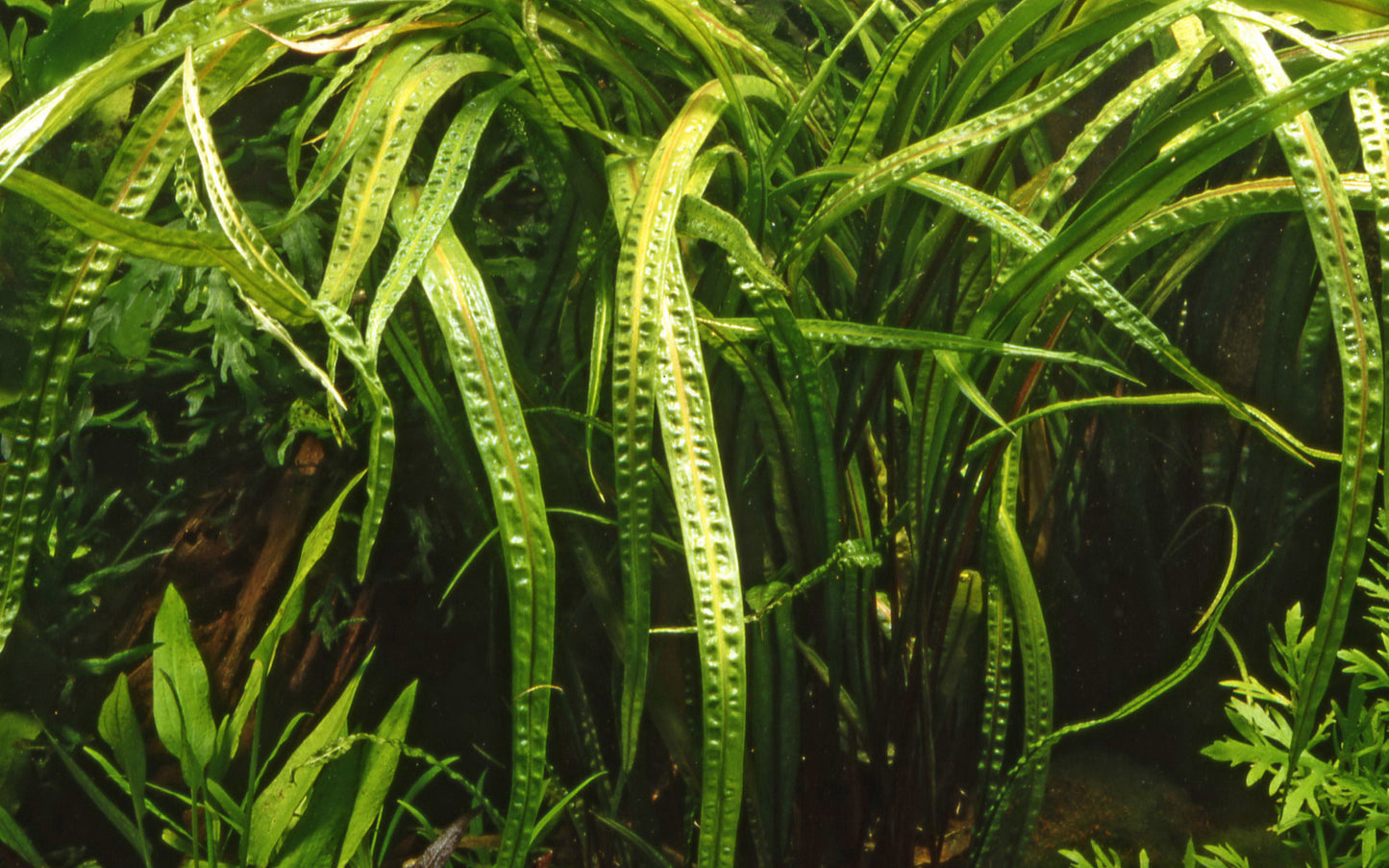 Cryptocoryne crispatula (Topf)