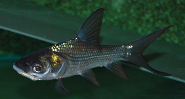 Riesenbarbe – Catlocarpio siamensis S/M 4–6 cm | Seltene asiatische Großfischart für erfahrene Aquarianer