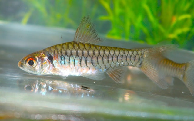 Gelbflossen-Barbe Wildfang – Clypeobarbus congicus M 3–4 cm | Seltene Barbe aus dem Kongo-Becken