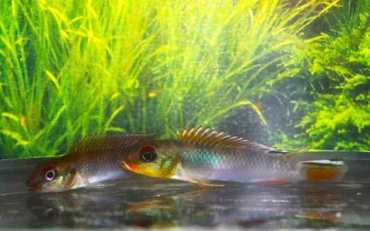 Zwergbuntbarsch Kongo – Nanochromis teugelsi ‘Bandundu’ | Wildfang | Weibchen | Seltener, farbenprächtiger Cichlide aus dem Kongo