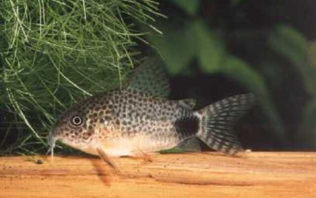 Panzerwels Simile – Corydoras similis | Friedlicher Bodenfisch mit feiner Punktzeichnung & lebhaftem Schwarmverhalten