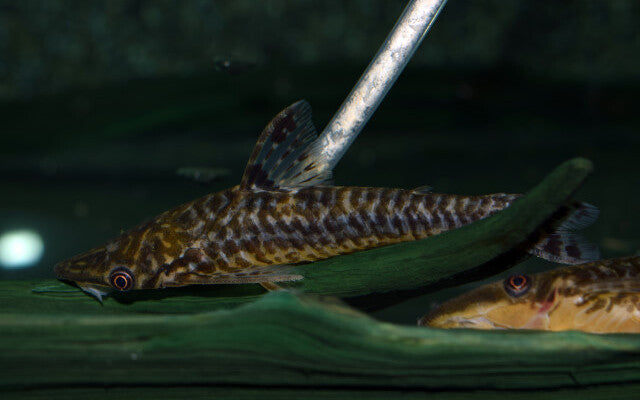 Robocop-Ohrgitterwels – Hypoptopoma sp. „Peru“ | Seltener Wildfang & friedlicher Algenfresser