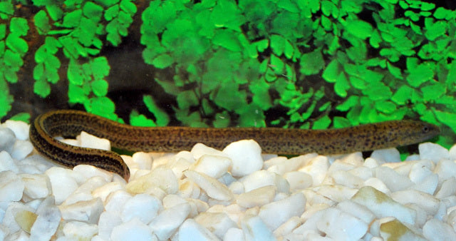 Kiemenschlitzaal (Synbranchus marmoratus)