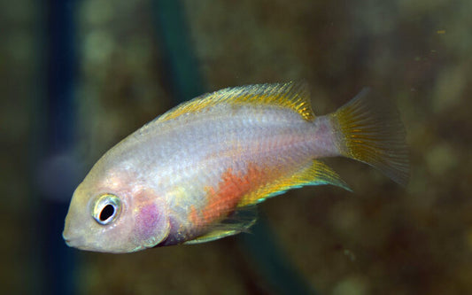 Zebrabuntbarsch Weiß – Amatitlania nigrofasciata ‘Coral White’ | Friedlicher, robuster Cichlide