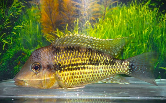 Alto-Sinu-Erdfresser (Geophagus sp. Alto Sinu) WF
