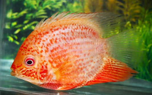 Red Spotted Augenfleckenbuntbarsch – Heros sp. ‘Red Spotted’ | Farbenprächtiger Südamerika-Cichlide