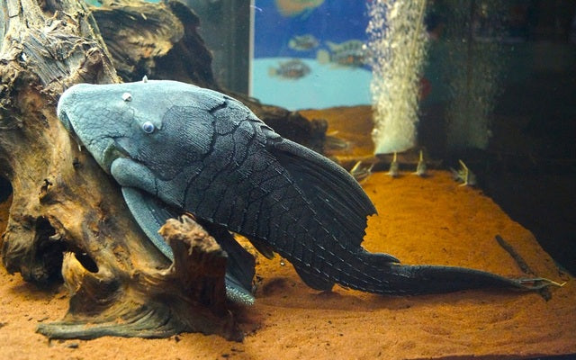 Weißschwanz-Panaque (Panaque bathyphilus) L90