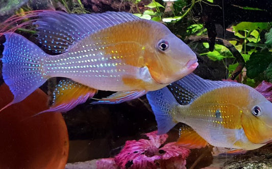 Heckels Buntbarsch Rot – Acarichthys heckelii ‘Red’ | Eleganter, farbenprächtiger Südamerika-Cichlide