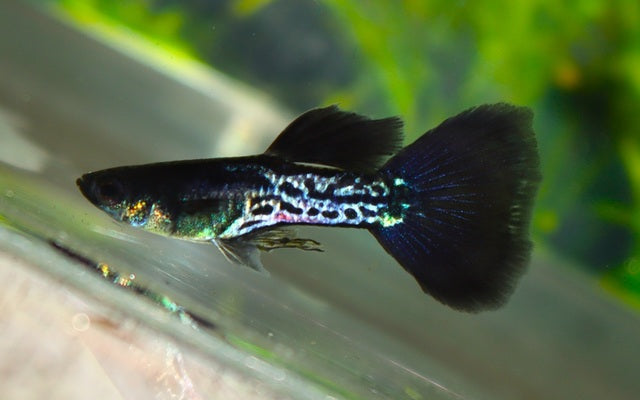 Guppy Platinum Black Snakeskin (Männchen)