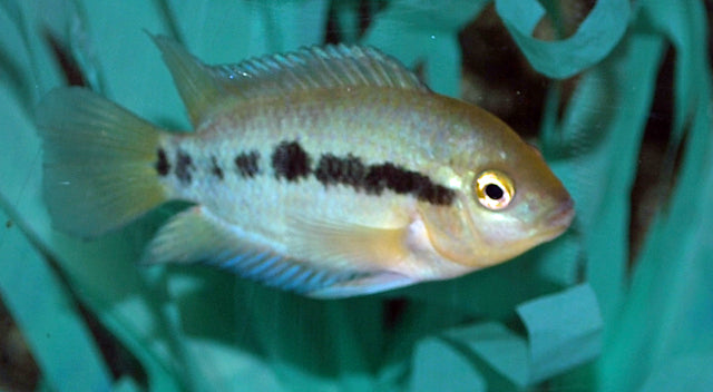 Regenbogenbuntbarsch – Herotilapia multispinosa | Farbenfroher, friedlicher Mittelamerika-Cichlide