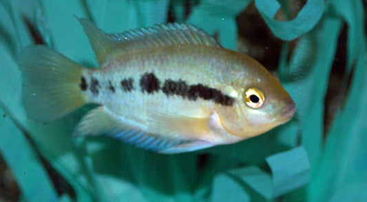 Regenbogenbuntbarsch – Herotilapia multispinosa | Farbenfroher, friedlicher Mittelamerika-Cichlide