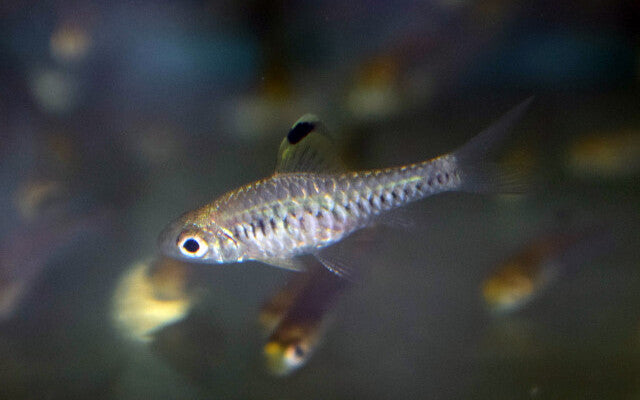 Segelflossenbarbe – Oreichthys parvus M 2–2,5 cm | Zarter Schwarmfisch mit eleganter Flossenform