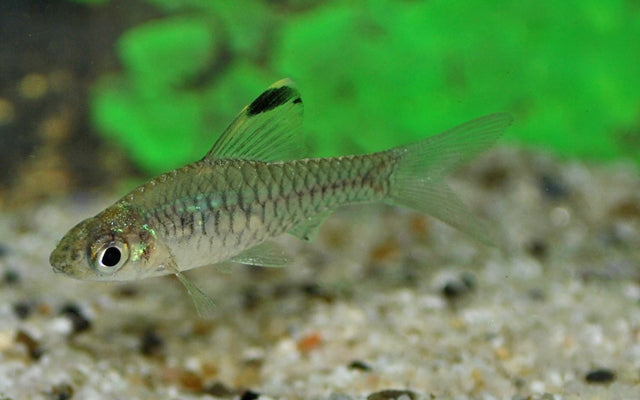Segelflossenbarbe – Oreichthys parvus M 2–2,5 cm | Zarter Schwarmfisch mit eleganter Flossenform