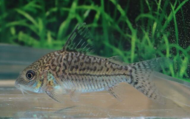 Gegenetzter Panzerwels – Corydoras sodalis | XL Wildfang aus Kolumbien mit markanter Netzzeichnung & friedlichem Charakter
