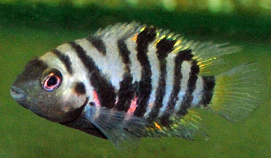 Zebrabuntbarsch – Amatitlania nigrofasciata | Klassischer, robuster Mittelamerika-Cichlide